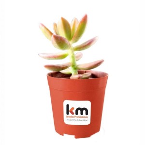 Mini Vaso com Suculenta-K-BEP01